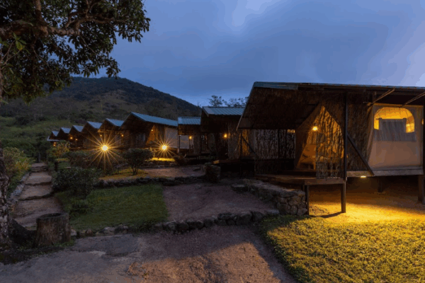 Wild Glamping Knuckles - Image 24