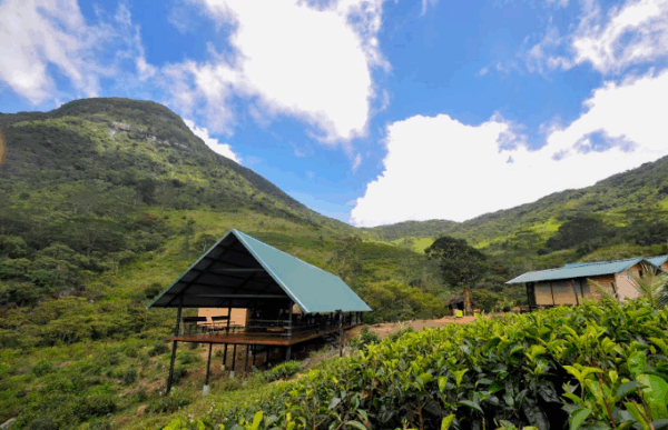 Wild Glamping Knuckles - Image 21