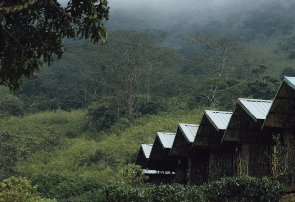 Wild Glamping Knuckles - Image 15